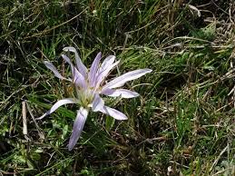 Attēlu rezultāti vaicājumam “Colchicum szovitsii subsp. szovitsii flower”