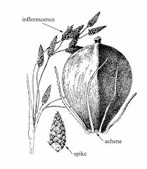 Attēlu rezultāti vaicājumam “Schoenoplectus lacustris subsp. glaucus bud”