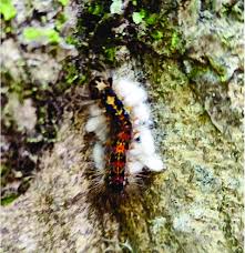 Attēlu rezultāti vaicājumam “Lymantria dispar larva”