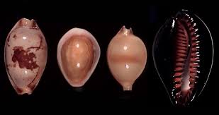 Attēlu rezultāti vaicājumam “Cribraria martinii”