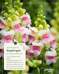 Attēlu rezultāti vaicājumam “Antirrhinum majus”