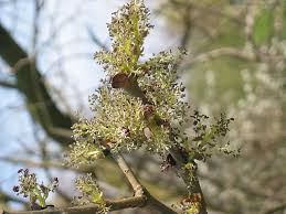 Attēlu rezultāti vaicājumam “Fraxinus excelsior Pendula female flower”
