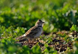 Image result for Melanocorypha calandra