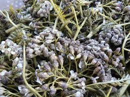 Attēlu rezultāti vaicājumam “Achillea millefolium bud”