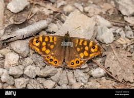 Attēlu rezultāti vaicājumam “Lasiommata megera”