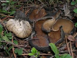 Attēlu rezultāti vaicājumam “Helvella acetabulum”