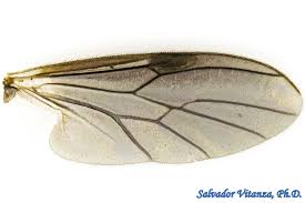 Attēlu rezultāti vaicājumam “Bibionidae female”