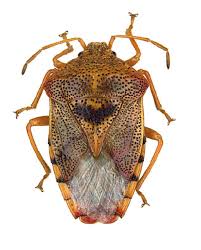 Attēlu rezultāti vaicājumam “Elasmucha grisea imago”