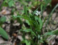 Attēlu rezultāti vaicājumam “Stellaria uliginosa”
