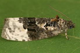 Attēlu rezultāti vaicājumam “Apotomis betuletana”