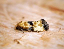 Attēlu rezultāti vaicājumam “Eupoecilia angustana”