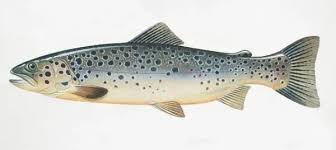 Attēlu rezultāti vaicājumam “Salmo trutta”