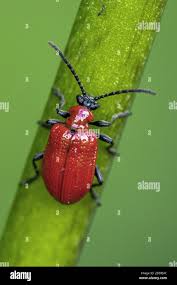 Attēlu rezultāti vaicājumam “Lilioceris lilii”