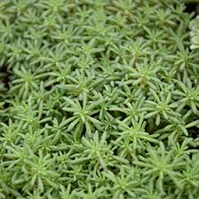 Attēlu rezultāti vaicājumam “Sedum hispanicum leaf”