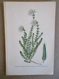 Attēlu rezultāti vaicājumam “Erica tetralix”