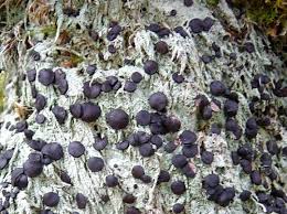 Attēlu rezultāti vaicājumam “Megalaria grossa”