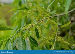 Attēlu rezultāti vaicājumam “Salix triandra fruit”