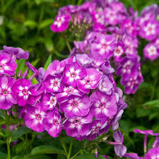 Attēlu rezultāti vaicājumam “Phlox paniculata”