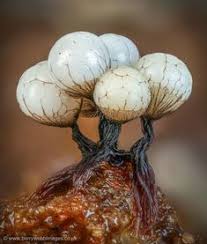 Attēlu rezultāti vaicājumam “Cribraria rufa spores”