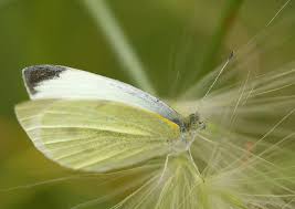 Attēlu rezultāti vaicājumam “Pieris rapae male”