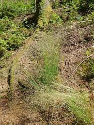 Attēlu rezultāti vaicājumam “Deschampsia flexuosa bud”