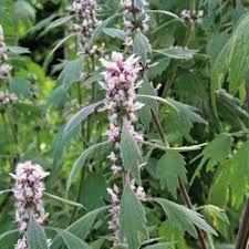 Attēlu rezultāti vaicājumam “Leonurus quinquelobatus”