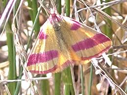 Attēlu rezultāti vaicājumam “Lythria cruentaria”