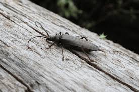 Attēlu rezultāti vaicājumam “Cerambycidae”