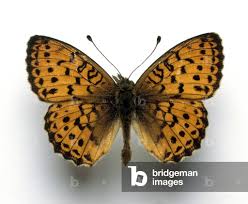 Attēlu rezultāti vaicājumam “Brenthis ino”