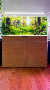 Attēlu rezultāti vaicājumam “Brachythecium rivulare sporophyte”