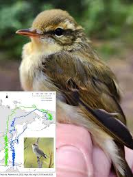 Image result for Phylloscopus borealis