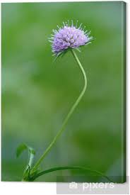 Image result for Succisa pratensis