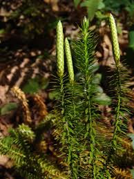 Attēlu rezultāti vaicājumam “Lycopodium dubium”