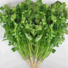 Image result for Koriander