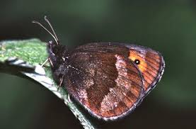 Attēlu rezultāti vaicājumam “Erebia aethiops upperside”