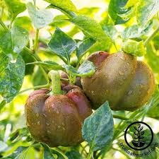 Afbeeldingsresultaat voor chocolate beauty sweet pepper