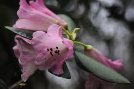 Attēlu rezultāti vaicājumam “Rhododendron sichotense flower”