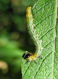 Attēlu rezultāti vaicājumam “Rabdophaga salicis”