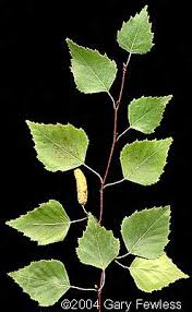 Attēlu rezultāti vaicājumam “Betula”