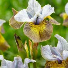 Attēlu rezultāti vaicājumam “Iris sibirica”