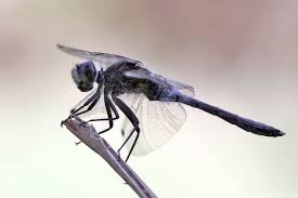 Attēlu rezultāti vaicājumam “Leucorrhinia albifrons”