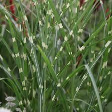 Image result for Miscanthus sinensis Zebrina