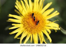 Attēlu rezultāti vaicājumam “Mordella sp.”