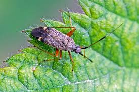 Attēlu rezultāti vaicājumam “Closterotomus biclavatus”
