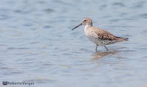 Image result for Calidris himantopus