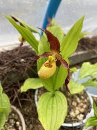 Attēlu rezultāti vaicājumam “Cypripedium calceolus leaf”