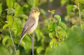 Image result for Hippolais caligata