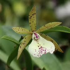 Attēlu rezultāti vaicājumam “Hippodamia notata”