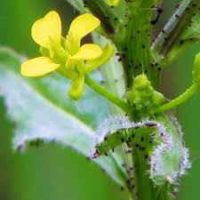 Attēlu rezultāti vaicājumam “Bunias orientalis flower”