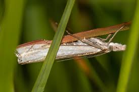 Attēlu rezultāti vaicājumam “Crambus hamella”